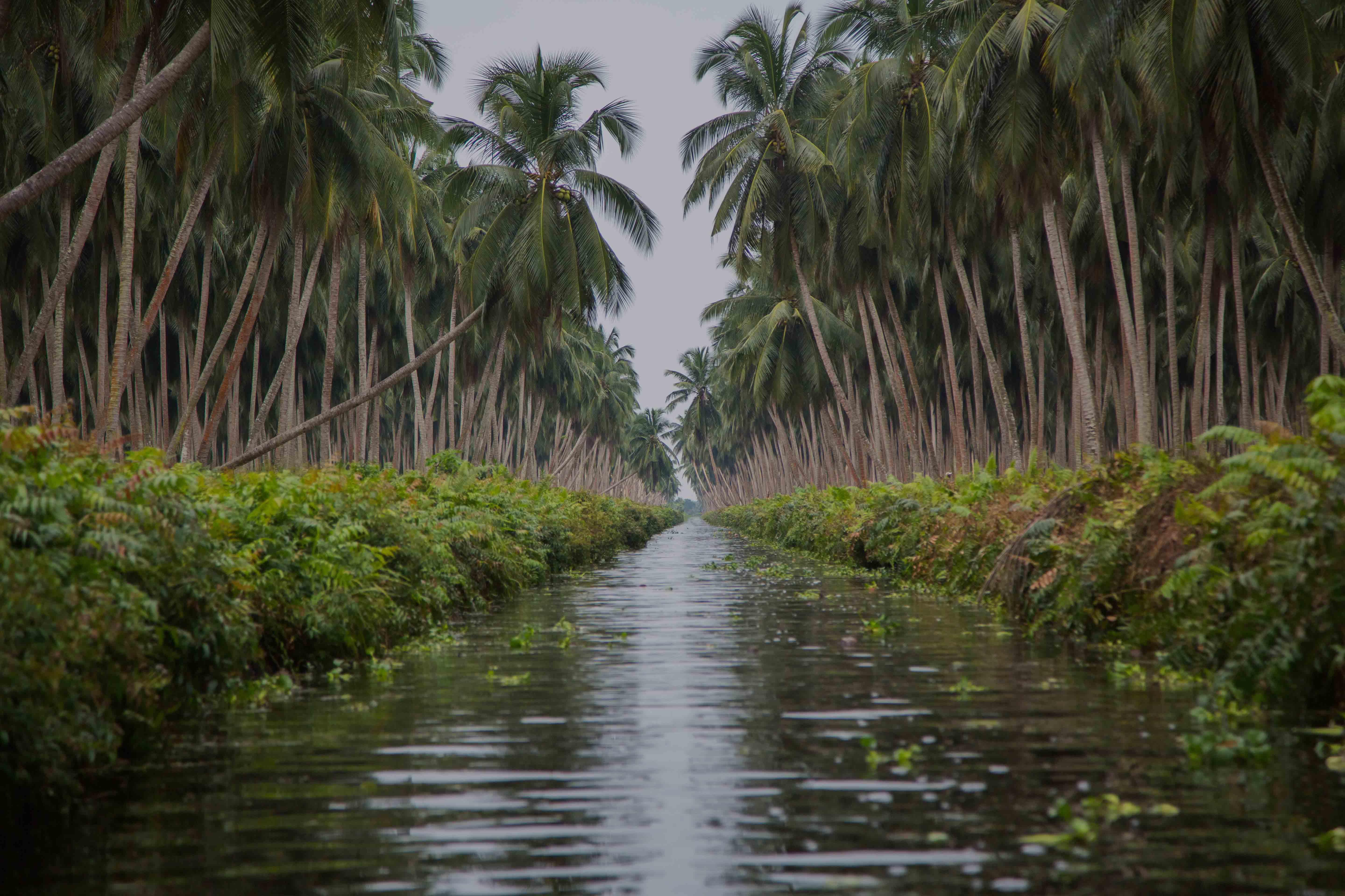 Menyebarluaskan Kelapa Indonesia ke Dunia