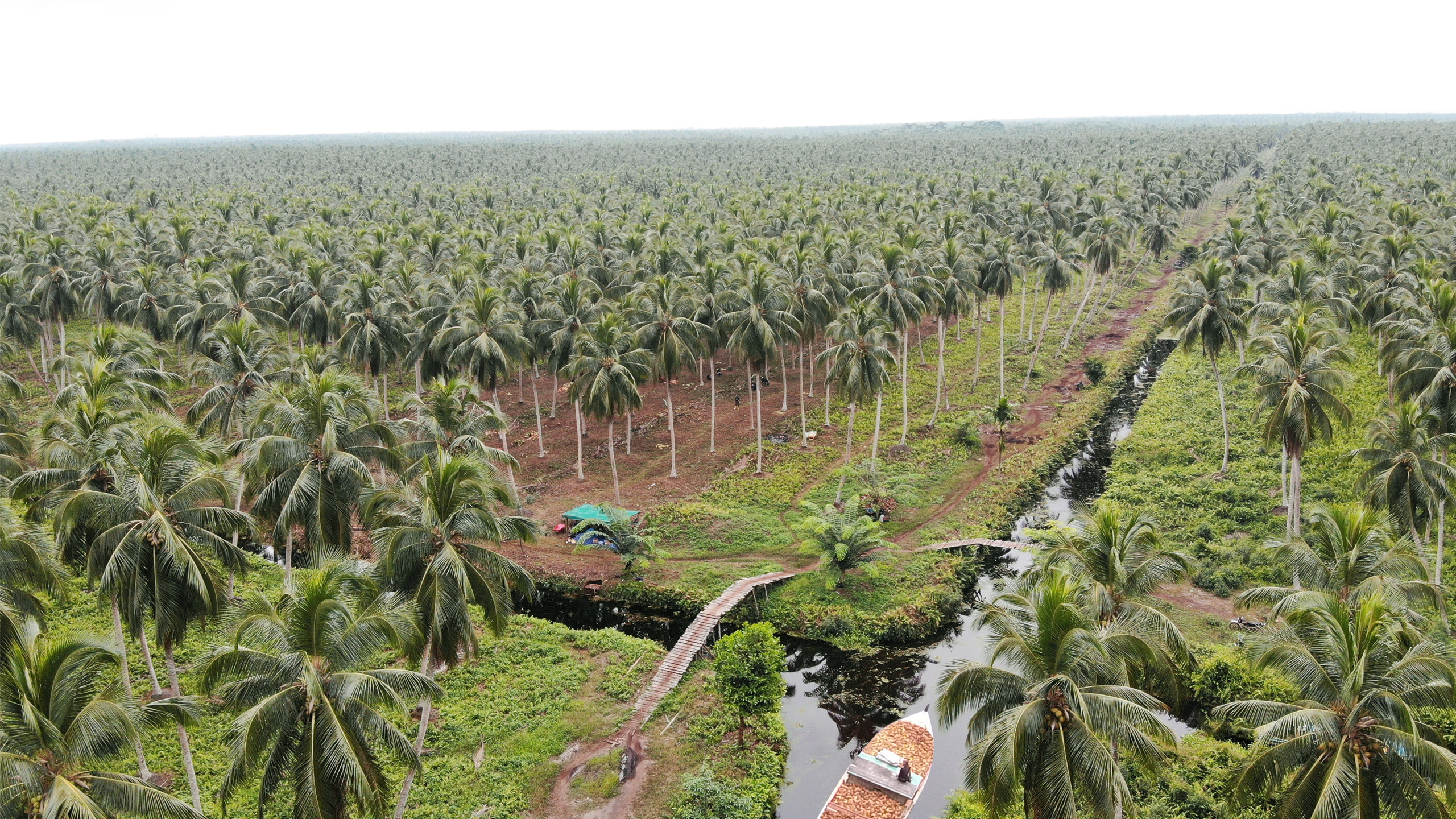 Delivering Indonesia's Coconut<br/>to the World